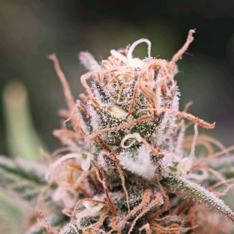 Biscotti growlog timeline photo