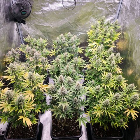 Biscotti growlog timeline photo