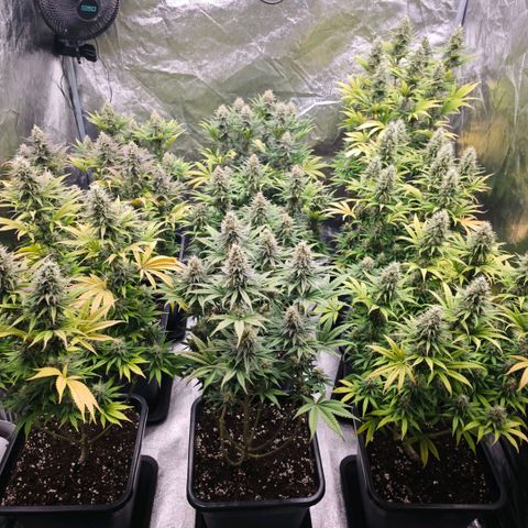 Biscotti growlog timeline photo
