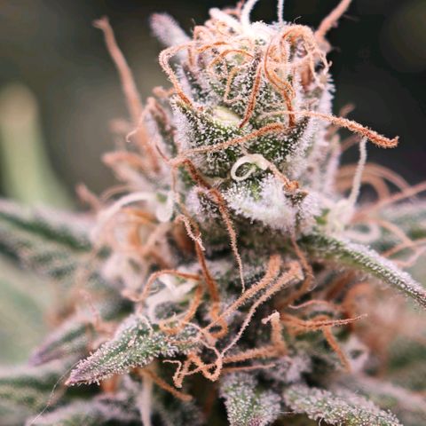 Biscotti growlog timeline photo