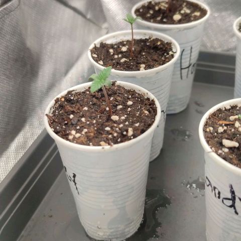 Honey Cream growlog timeline photo