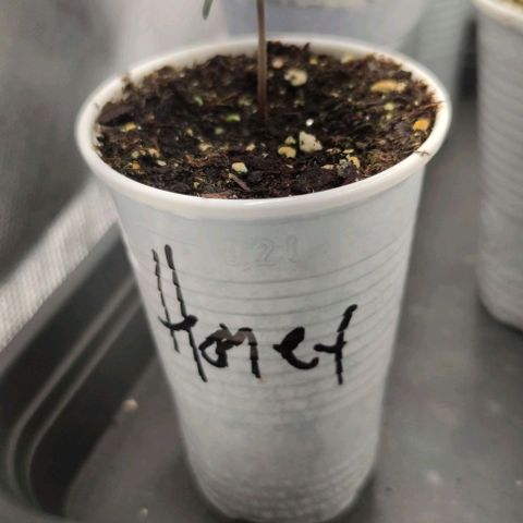 Honey Cream growlog timeline photo