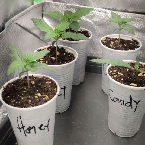 Candy Kush Express growlog timeline photo