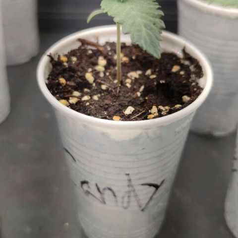 Candy Kush Express growlog timeline photo