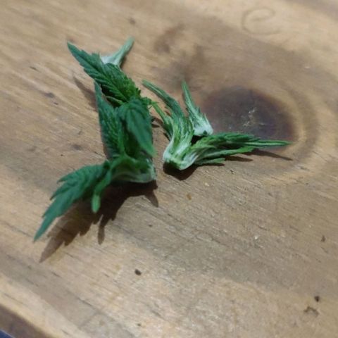 Honey Cream growlog photo: Topping