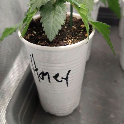 Honey Cream growlog photo: Topping