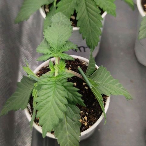 Honey Cream growlog photo: Topping