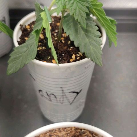 Candy Kush Express growlog photo: Topping