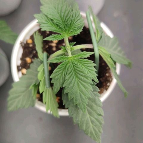Candy Kush Express growlog photo: Topping