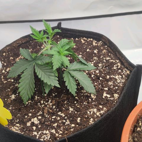 Candy Kush Express growlog photo: Pflanzen im großen Zelt
4x11l
1x7l 