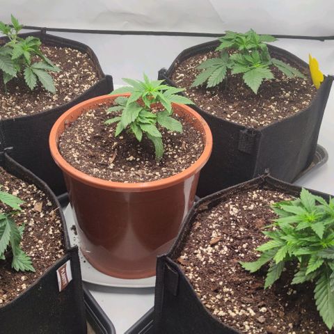Candy Kush Express growlog photo: Pflanzen im großen Zelt
4x11l
1x7l 