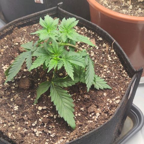 Candy Kush Express growlog photo: Pflanzen im großen Zelt
4x11l
1x7l 
