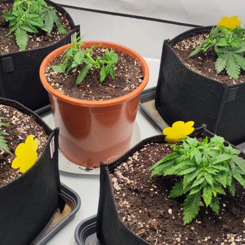 Candy Kush Express growlog photo: Umtopfen gut überstanden
LST um die Pflanzen niedrig und buschig zu halten. 