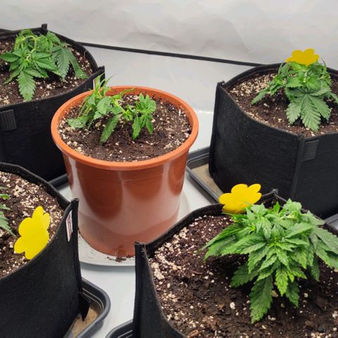 Candy Kush Express growlog photo: Umtopfen gut überstanden
LST um die Pflanzen niedrig und buschig zu halten. 