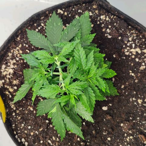 Candy Kush Express growlog photo: Umtopfen gut überstanden
LST um die Pflanzen niedrig und buschig zu halten. 