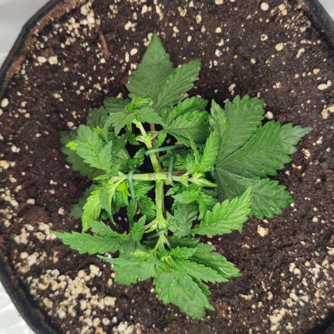 Candy Kush Express growlog photo: Umtopfen gut überstanden
LST um die Pflanzen niedrig und buschig zu halten. 