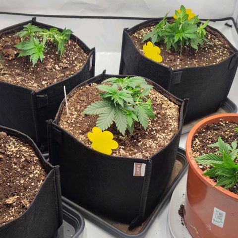 Honey Cream growlog photo: Alle drei entwickeln sich gut. LST wird gut angenommen.
Licht ist ca. 30 cm entfernt und vom Modi - Vegiphase auf max gestellt. 