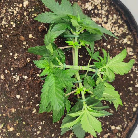 Honey Cream growlog photo: Alle drei entwickeln sich gut. LST wird gut angenommen.
Licht ist ca. 30 cm entfernt und vom Modi - Vegiphase auf max gestellt. 