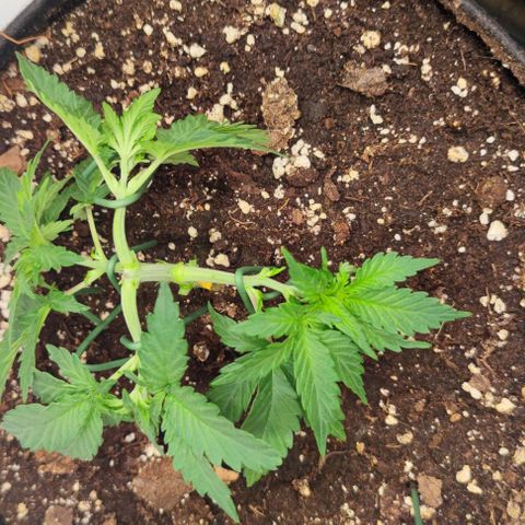 Honey Cream growlog photo: Alle drei entwickeln sich gut. LST wird gut angenommen.
Licht ist ca. 30 cm entfernt und vom Modi - Vegiphase auf max gestellt. 