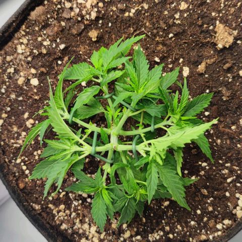 Honey Cream growlog photo: Alle drei entwickeln sich gut. LST wird gut angenommen.
Licht ist ca. 30 cm entfernt und vom Modi - Vegiphase auf max gestellt. 
