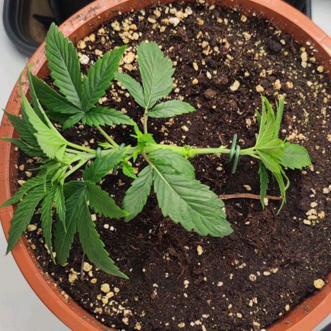 Candy Kush Express growlog photo: Die gute genetik ist sehr stabil gewachsen. LST ist sehr schwer, da der stamm zu hart ist.
Die schlechte genetik wird zum Experiment wie weit ich mit dem LST gehen kan. Die triebe haben sich bisher gut gebildet. 
