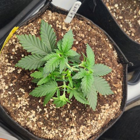 Candy Kush Express growlog photo: Die gute genetik ist sehr stabil gewachsen. LST ist sehr schwer, da der stamm zu hart ist.
Die schlechte genetik wird zum Experiment wie weit ich mit dem LST gehen kan. Die triebe haben sich bisher gut gebildet. 