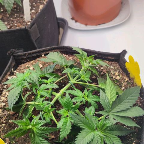 Honey Cream growlog timeline photo
