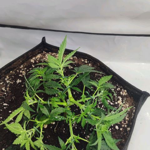 Honey Cream growlog timeline photo