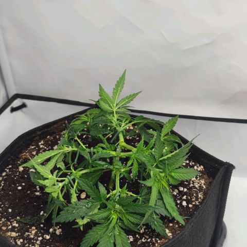 Honey Cream growlog timeline photo