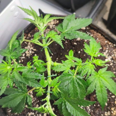 Honey Cream growlog timeline photo