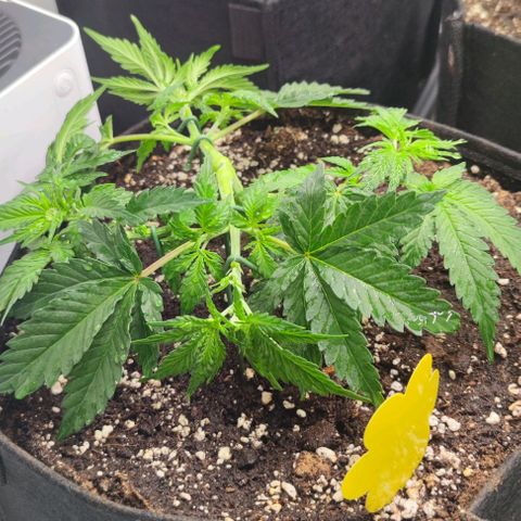 Honey Cream growlog timeline photo