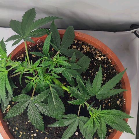 Candy Kush Express growlog timeline photo