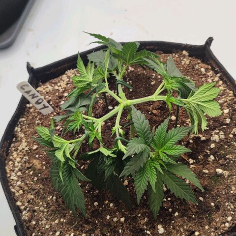 Candy Kush Express growlog timeline photo