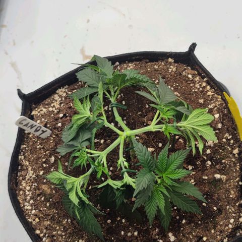 Candy Kush Express growlog timeline photo