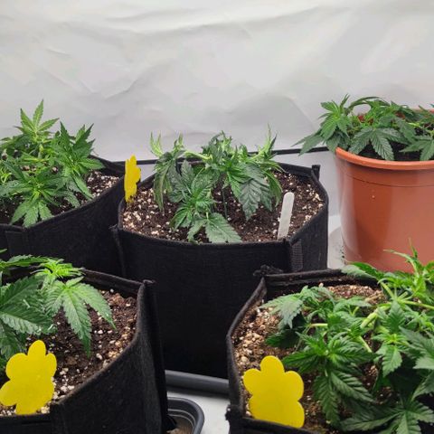 Honey Cream growlog timeline photo