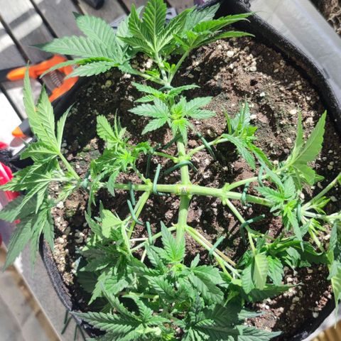 Candy Kush Express growlog timeline photo