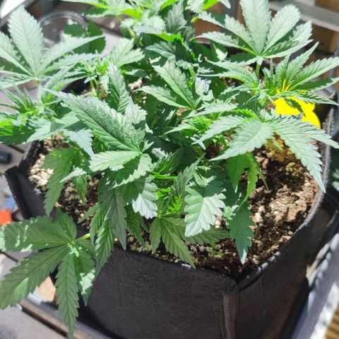 Candy Kush Express growlog timeline photo