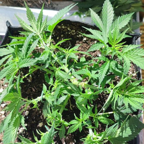 Candy Kush Express growlog timeline photo