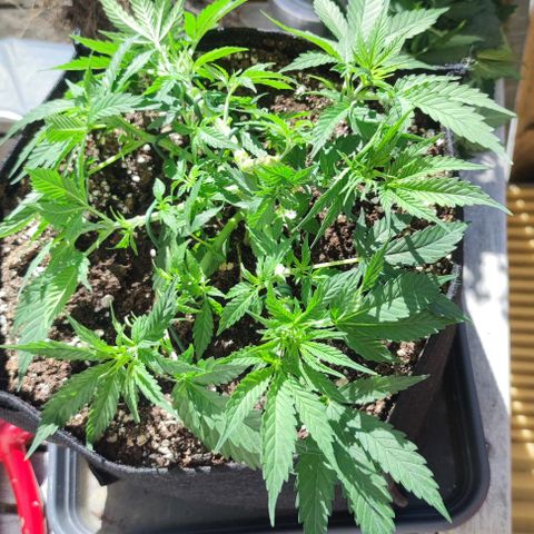 Candy Kush Express growlog timeline photo