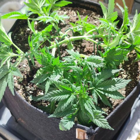 Candy Kush Express growlog timeline photo