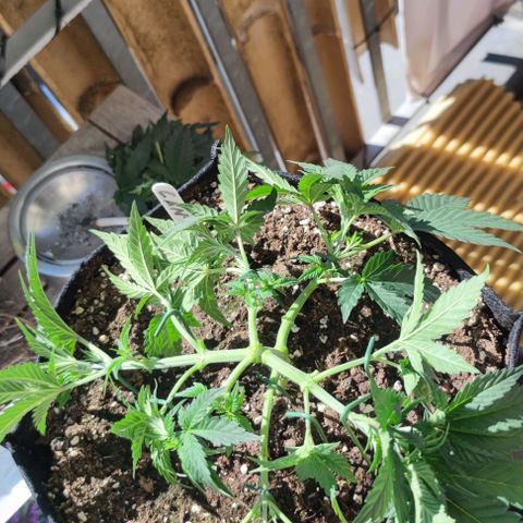 Candy Kush Express growlog timeline photo