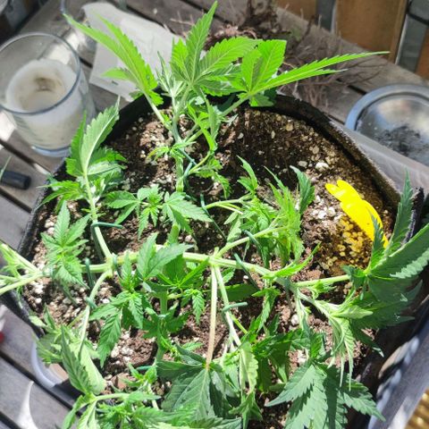 Candy Kush Express growlog timeline photo