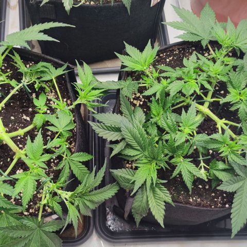 Candy Kush Express growlog timeline photo