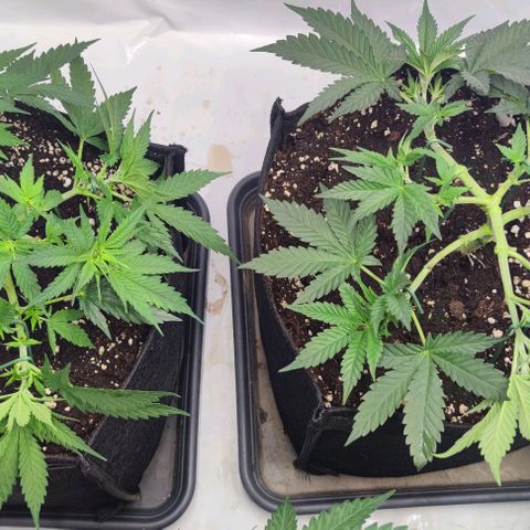 Candy Kush Express growlog timeline photo