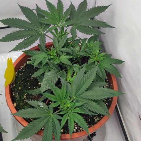 Candy Kush Express growlog timeline photo