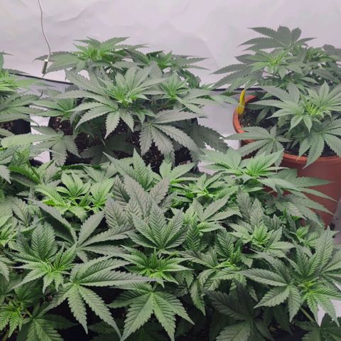 Candy Kush Express growlog timeline photo