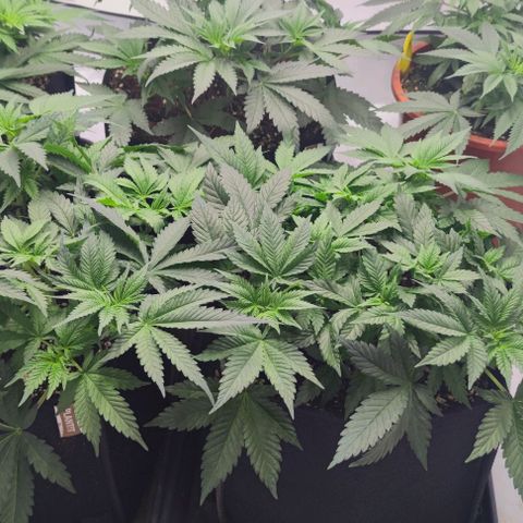Candy Kush Express growlog timeline photo