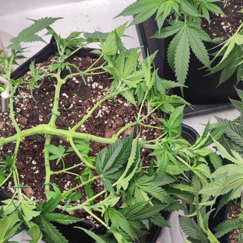 Candy Kush Express growlog timeline photo