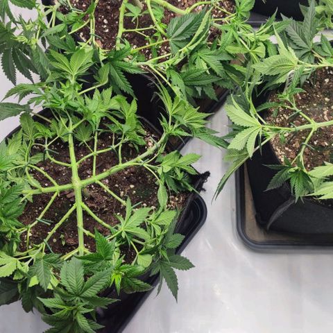 Candy Kush Express growlog timeline photo