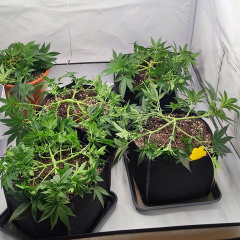 Candy Kush Express growlog timeline photo